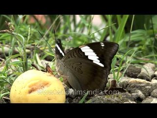 White-edged Blue Baron nibbling on a fallen guava in Sikkim
