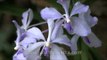 Rare blue Vanda orchid - cure against blindness and aging!