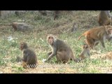 Macaques of Delhi are after food scraps
