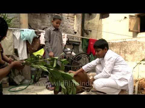 Children feeding sacrificial goat on the occasion of Eid al-Adha