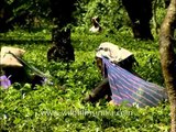 Bagdogra Tea Garden women tea pluckers