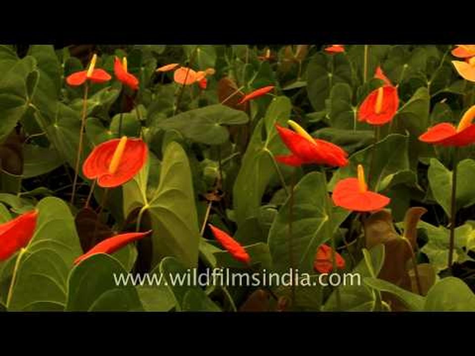 Anthurium blooming in all its beauty, Sikkim!