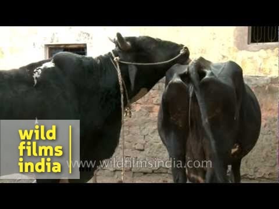 Bovine foreplay!