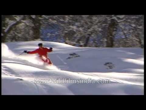 Skiing down Himalayan slopes, through curry powder