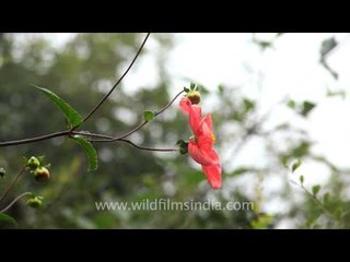 Monsoon flowers blossom in Landour