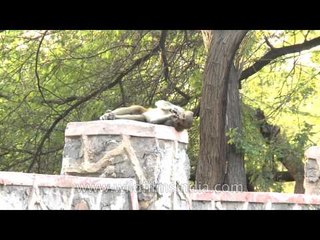 Macaques relaxing on the boundary wall by the road