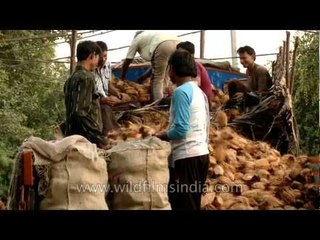 Truckload of coconuts for sale at Azadpur mandi