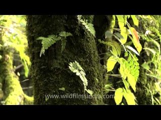 Ferns and moss covered oak trees in Mussoorie