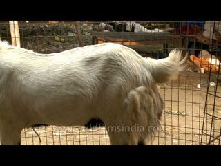 Goats inside the cage on Eid al-Adha