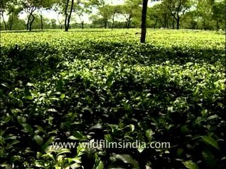 Beautiful tea estates of Bagdogra, West Bengal