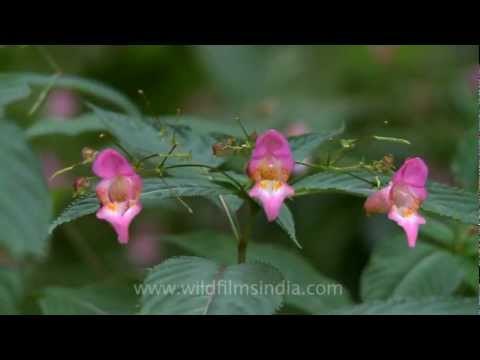 Impatiens flowers growing in great profusion in Mussoorie