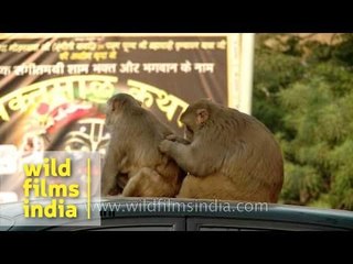 Mating or dominance display?