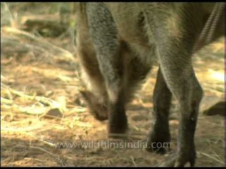 Wild boar rubbing its back against a tree, Sariska!