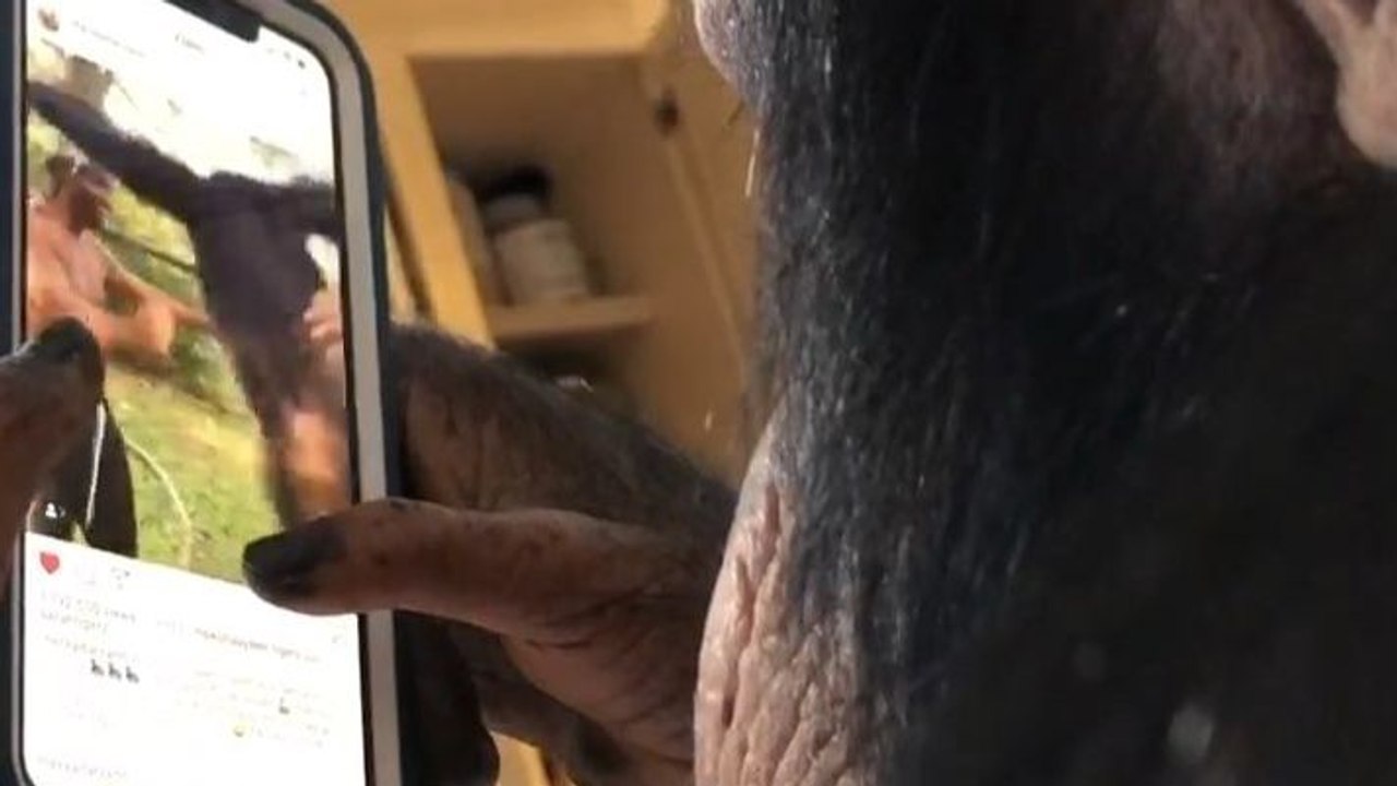 Un chimpanzé utilise un téléphone pour aller sur Instagram !