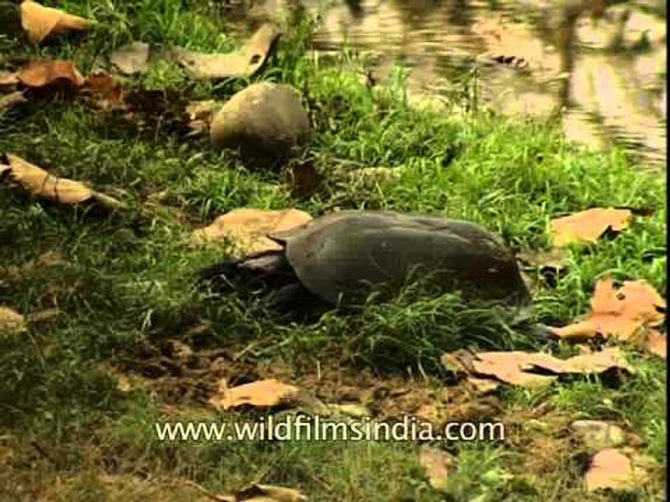 Turtle in Corbett Park