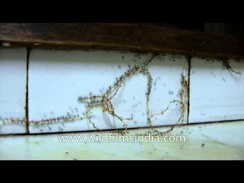 Tiny ants at big job!