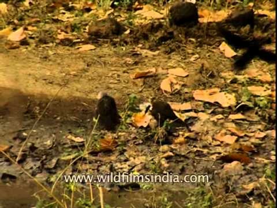 Flock of White-crested laughing thrushes