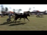 Bullock cart race is most watched sport at Rural olympics