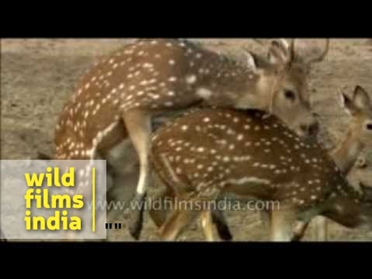 Spotted Deer tries but fails to mate! - video Dailymotion