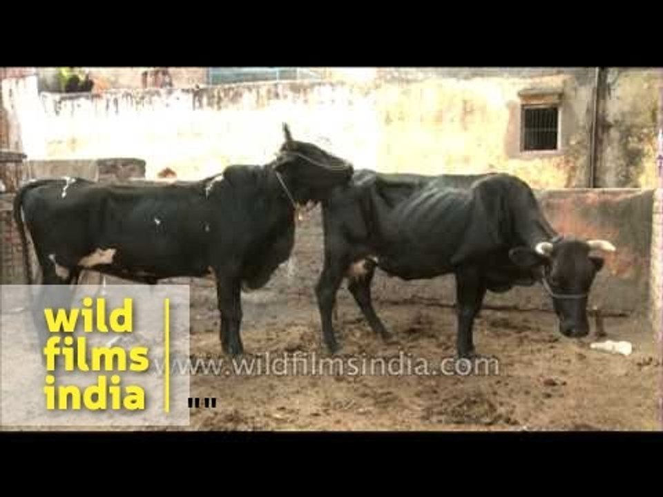 Thin cows in India