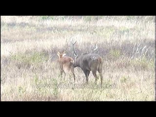 Barasingha mating in grasslands!