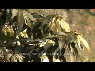Red, pink and white Poinsettias in Nagaland