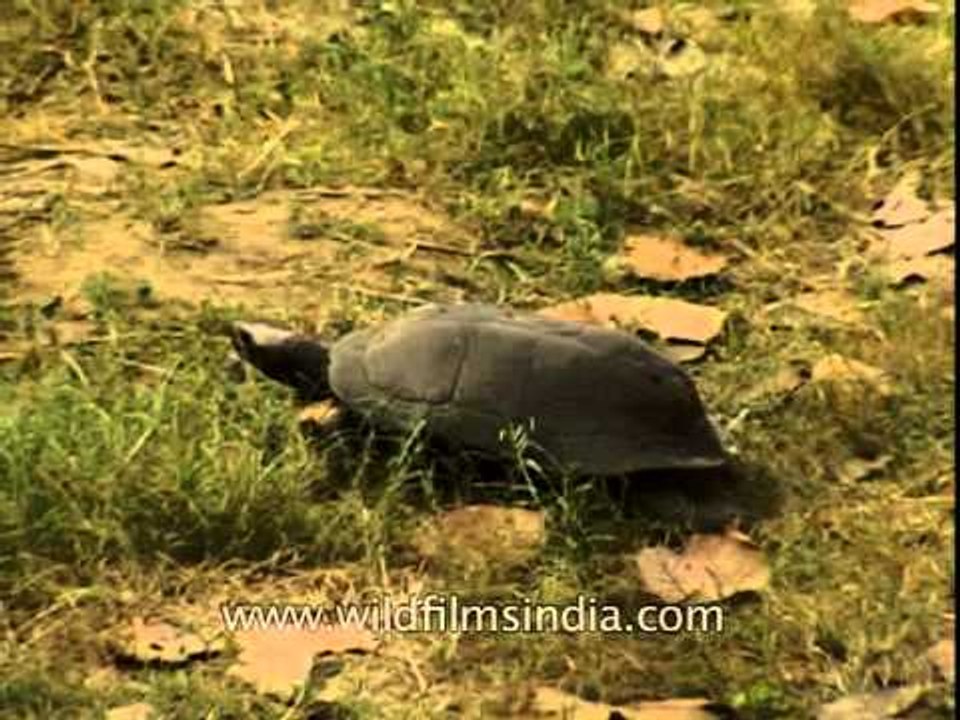 Turtle in Corbett crawls alone!