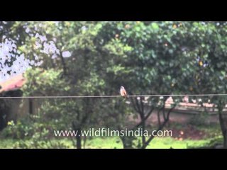Bay-backed Shrike in Maharashtra