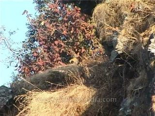 Yellow-throated Martens mating