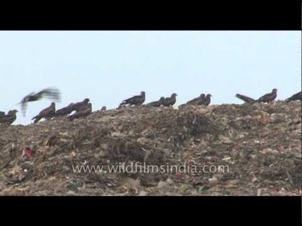 Ghazipur garbage dump