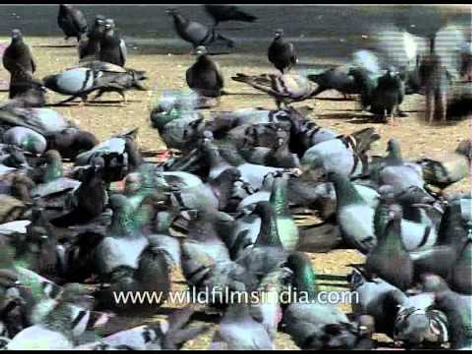 Jama Mosque filled with thousands of pigeons!