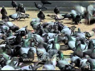 Jama Mosque filled with thousands of pigeons!