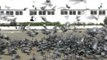 Feeding Pigeons outside Jama Mosque in Srinagar