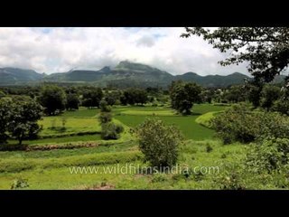 Lush agricultural farm-land in rural Maharashtra