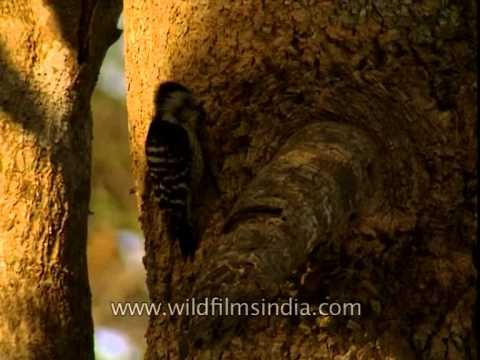 Brown-fronted Pied Woodpecker in Corbett
