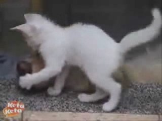 Cat and Dog Love Each Other