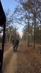 Evading an Elephant