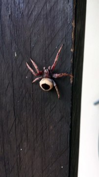 Up Close and Personal with an Orb Weaver Spider