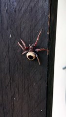 Up Close and Personal with an Orb Weaver Spider