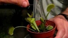Feeding Odri