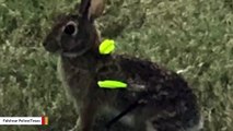 Alarmed Residents Report Sighting Of Rabbit With Arrows Stuck In Body