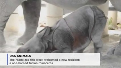 First Indian rhino born in Miami combining induced ovulation, insemination