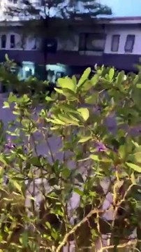 Nhật Kim Anh Khoe Hoa U Đàm 3 Ngàn Năm Mới Nở