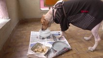 Konya Köpeği Şanslı İçin Evini Satıp, Kiraya Çıktı