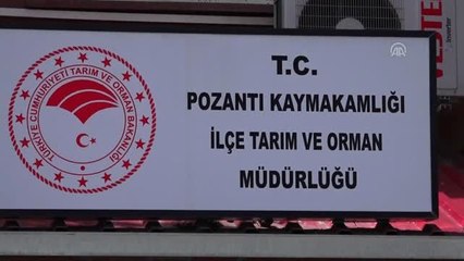 Öğrencilerin Bulduğu Yaralı Şahin Tedavi Edildi