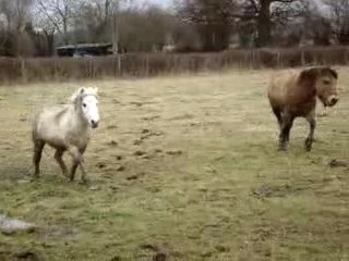 Chevaux en Normandie n°4