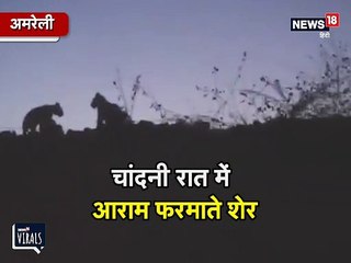 चांदनी रात में आराम फरमाते 6 शेरों का VIDEO VIRAL