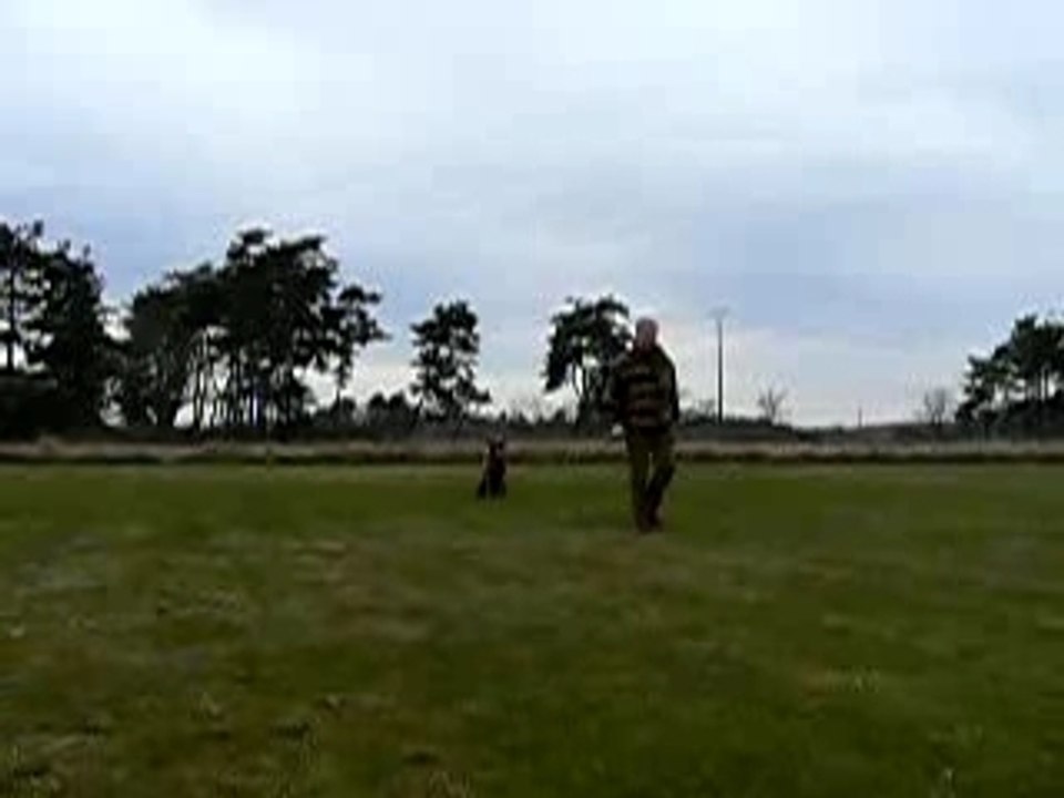 Entrainement retriever sifflet rappel avec interruption