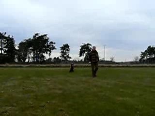 Entrainement retriever sifflet rappel avec interruption