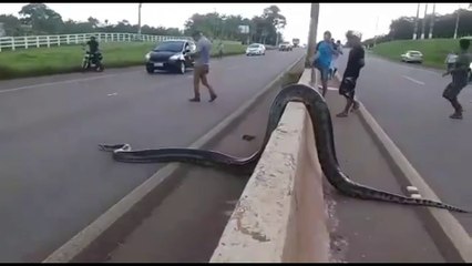 Download Video: Des brésiliens aident un énorme anaconda à traverser une autoroute